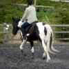 Trot work (37)