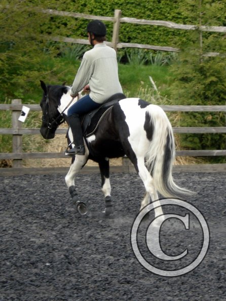 Trot work (37)
