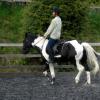 Trot work (38)