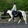 Trot work (39)