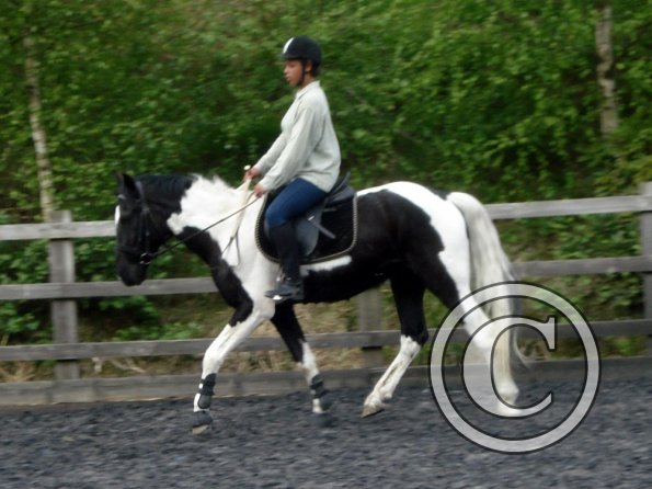 Trot work (39)