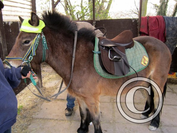 Appley saddle fitting (10)