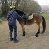 Appley saddle fitting (13)