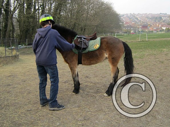 Appley saddle fitting (13)