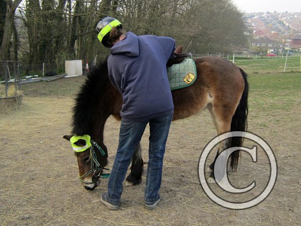 Appley saddle fitting (14)