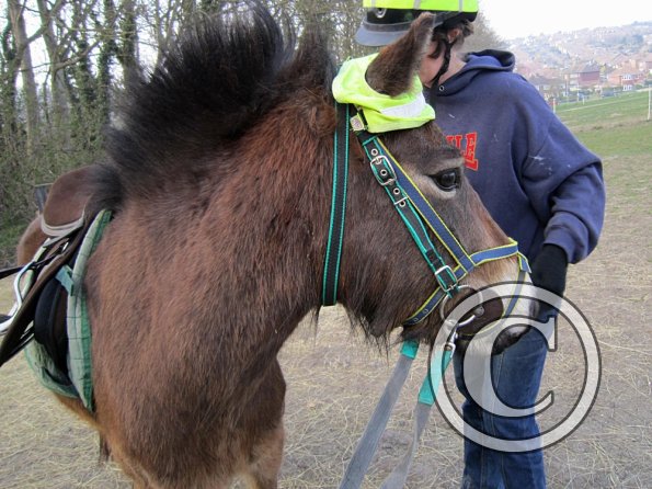 Appley saddle fitting (15)