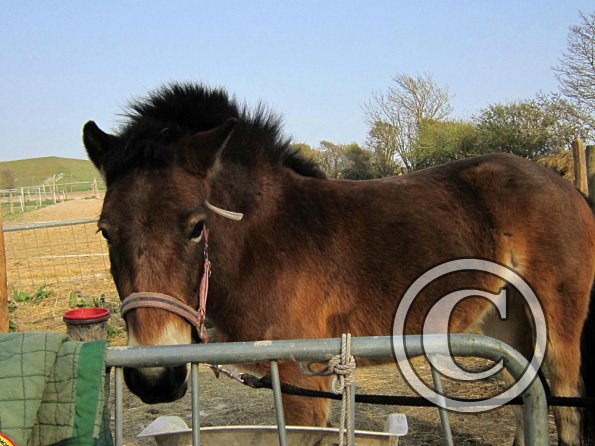 Appley saddle fitting (2)