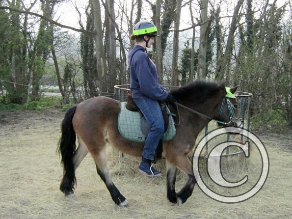 Appley saddle fitting (21)