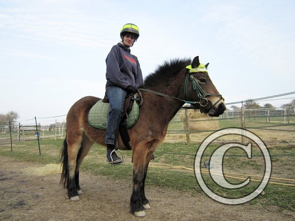 Appley saddle fitting (27)