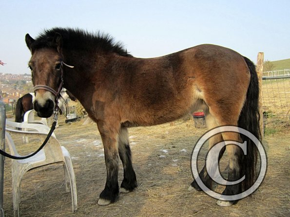 Appley saddle fitting (3)