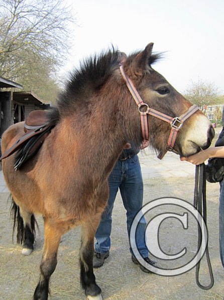 Appley saddle fitting (4)