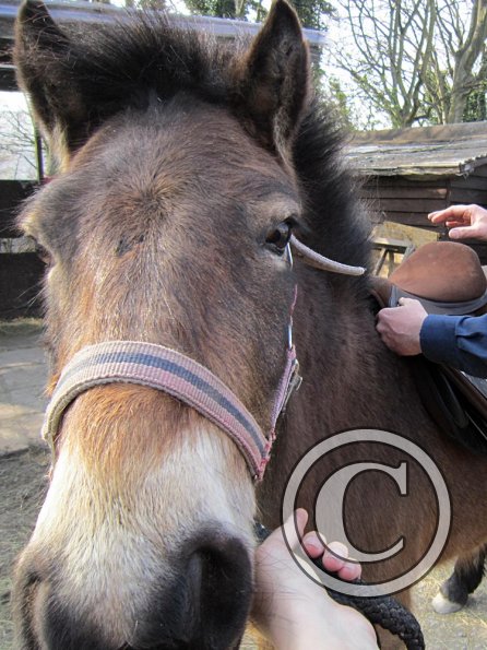 Appley saddle fitting (6)