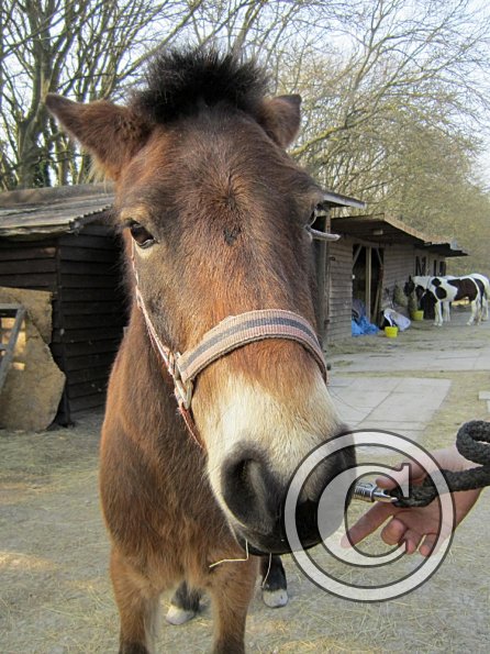 Appley saddle fitting (7)