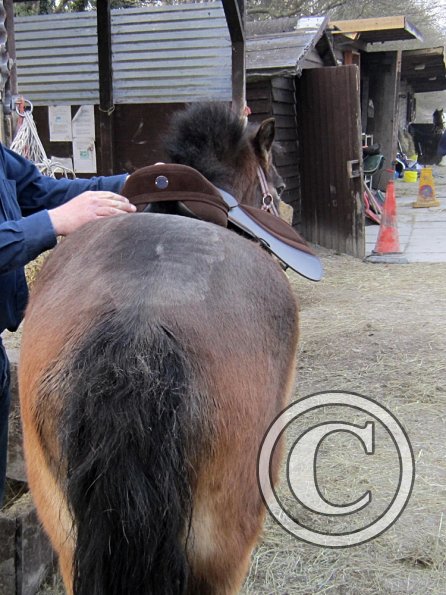 Appley saddle fitting (8)