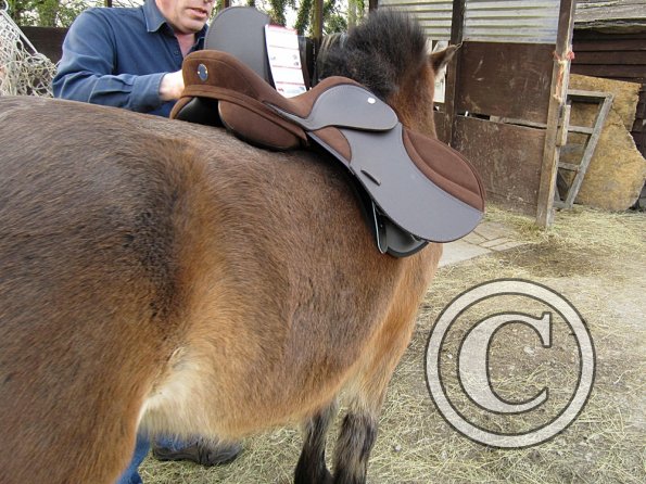 Appley saddle fitting (9)
