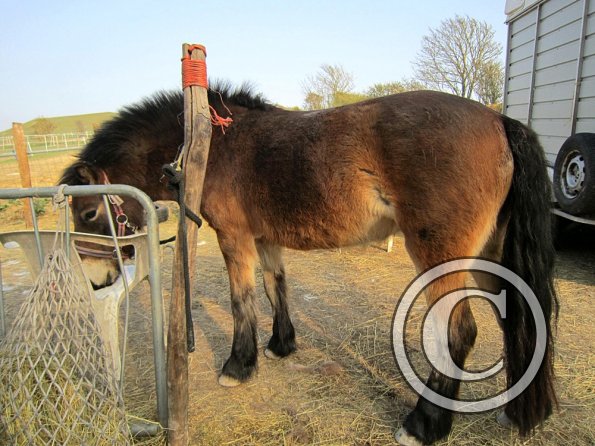 Appley saddle fitting