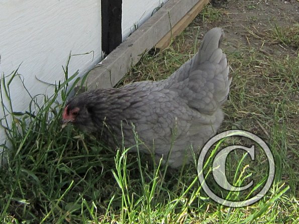 Chicken June 2011 (10)