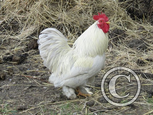 Chicken June 2011 (11)