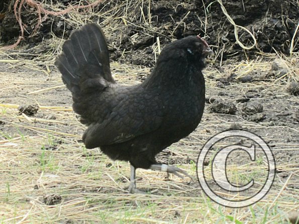 Chicken June 2011 (12)