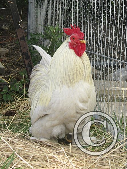 Chicken June 2011 (13)