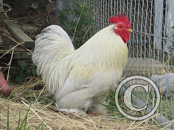 Chicken June 2011 (14)