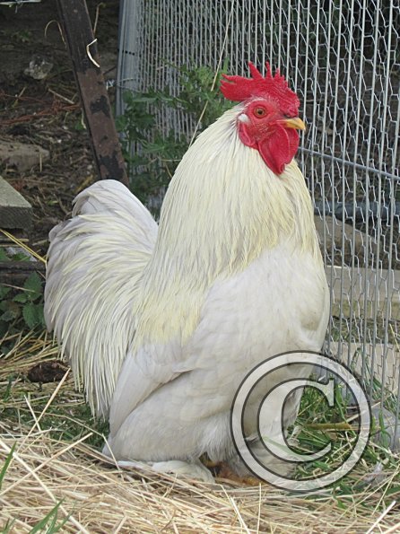 Chicken June 2011 (15)