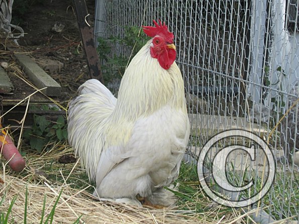 Chicken June 2011 (16)
