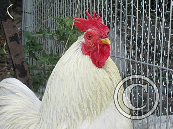 Chicken June 2011 (17)