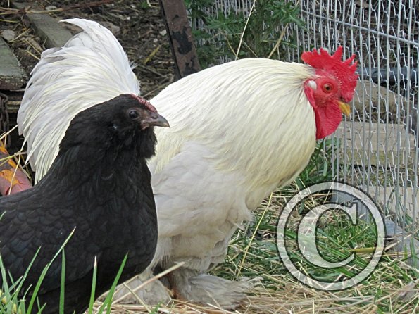 Chicken June 2011 (18)