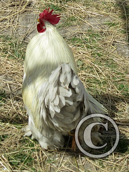 Chicken June 2011 (19)