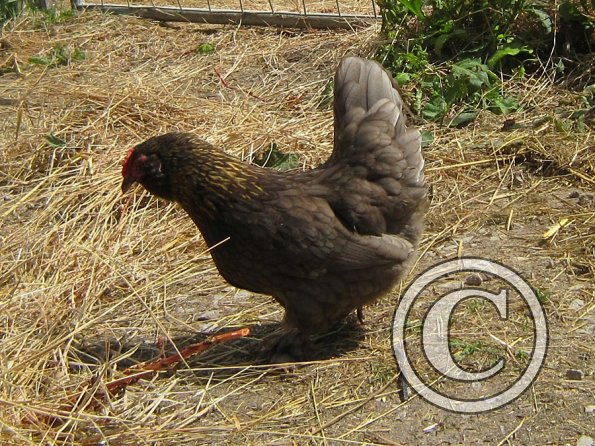 Chicken June 2011 (2)