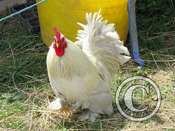 Chicken June 2011 (20)