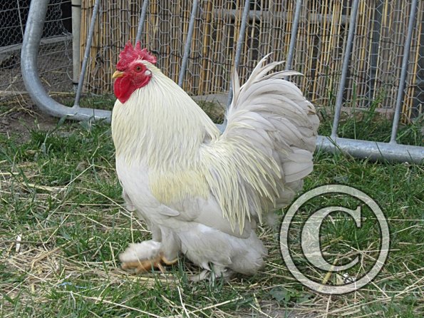 Chicken June 2011 (21)