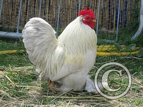 Chicken June 2011 (22)