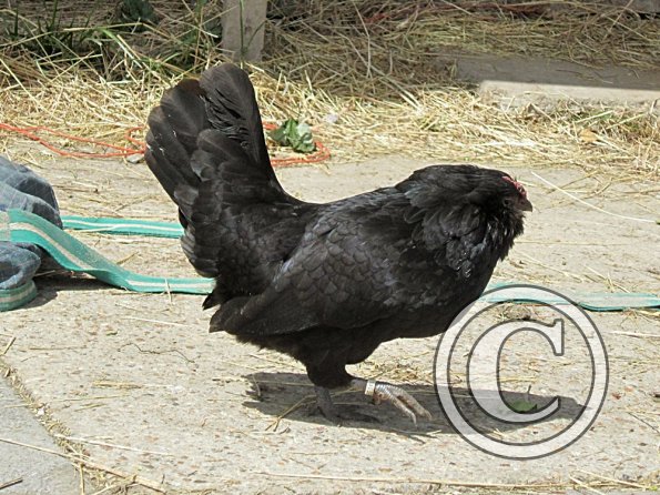 Chicken June 2011 (23)