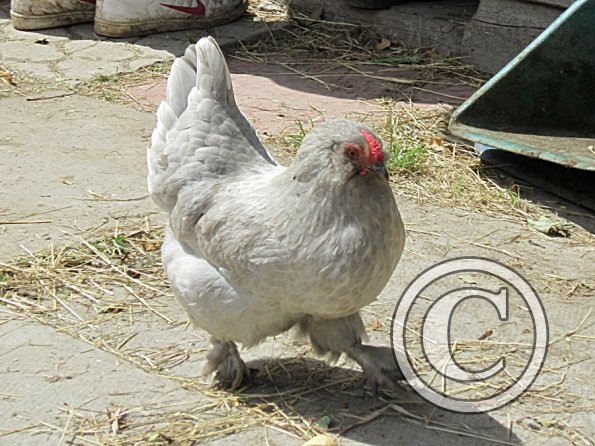 Chicken June 2011 (24)