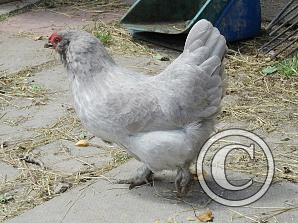 Chicken June 2011 (25)