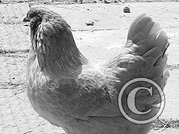 Chicken June 2011 (26)