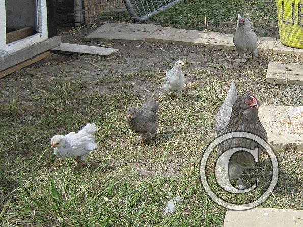 Chicken June 2011 (5)