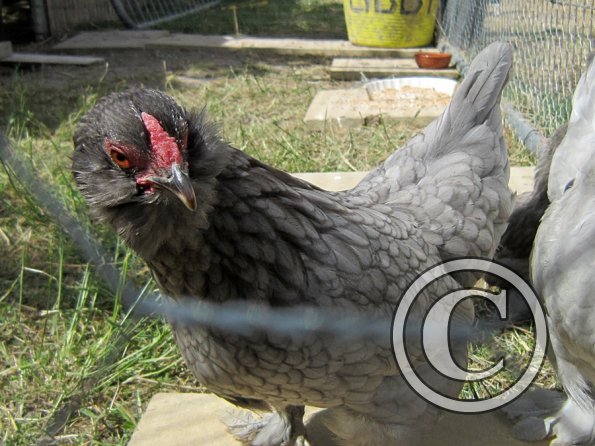 Chicken June 2011 (7)