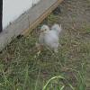 Chicken June 2011 (8)