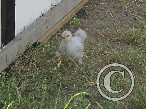 Chicken June 2011 (8)