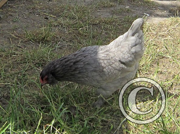 Chicken June 2011 (9)