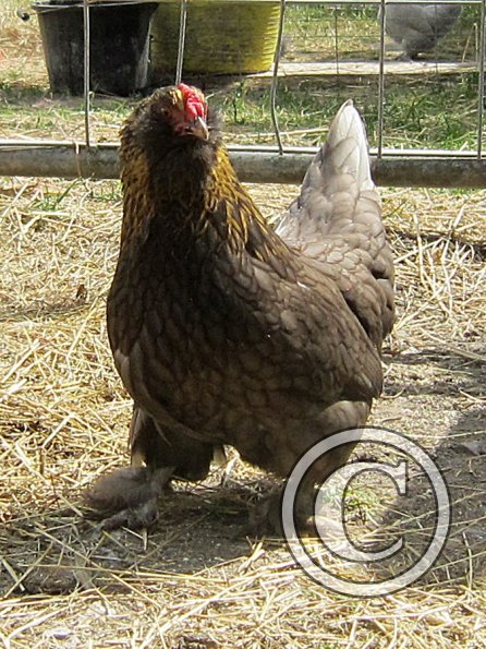 Chicken June 2011