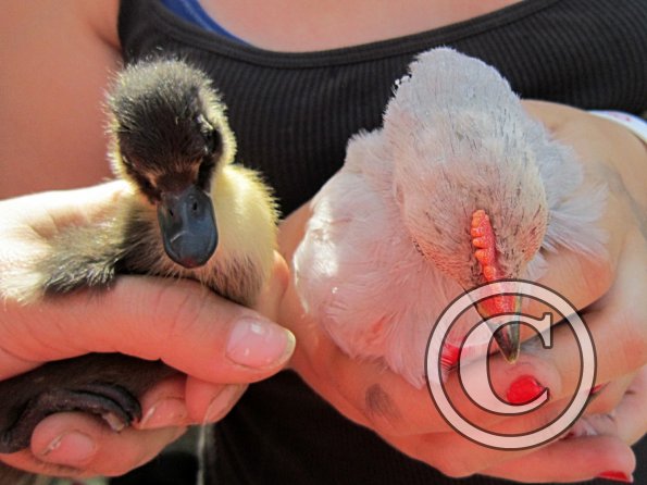 Donald and Bruiser (2)