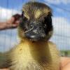 Duckling (2)