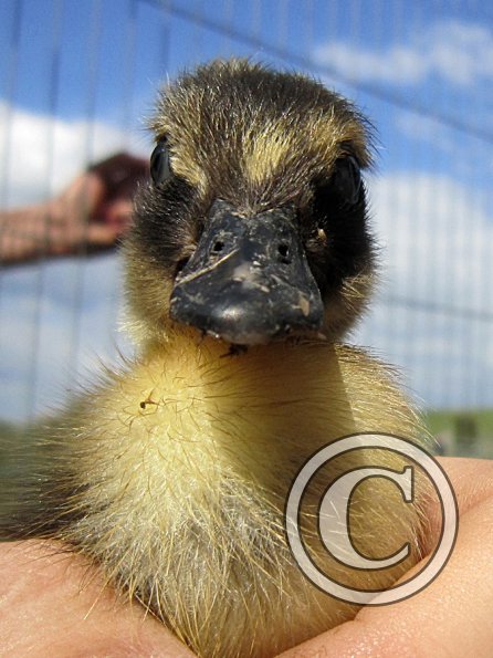 Duckling (2)