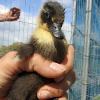 Duckling (3)