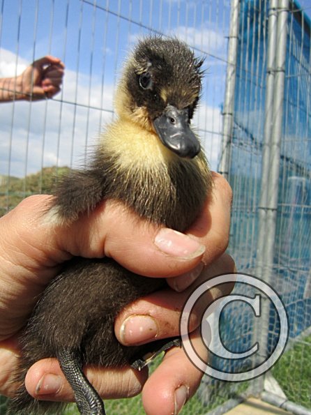 Duckling (3)