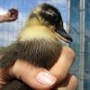 Duckling (4)